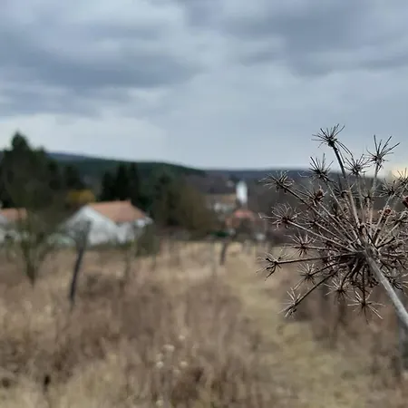 Börzsöny Aranya *